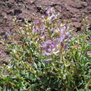 Sivun Astragalus ampullarius S. Wats. kuva