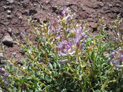 Imagem de Astragalus ampullarius S. Wats.