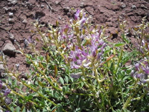 Image of gumbo milkvetch