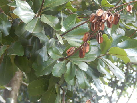 Image of Vochysia lehmannii Hieron.