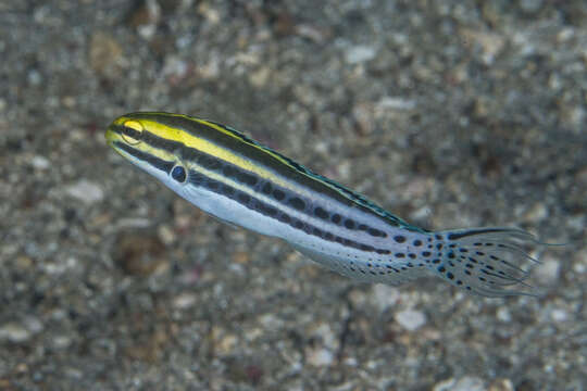 Image of Grammistes Blenny