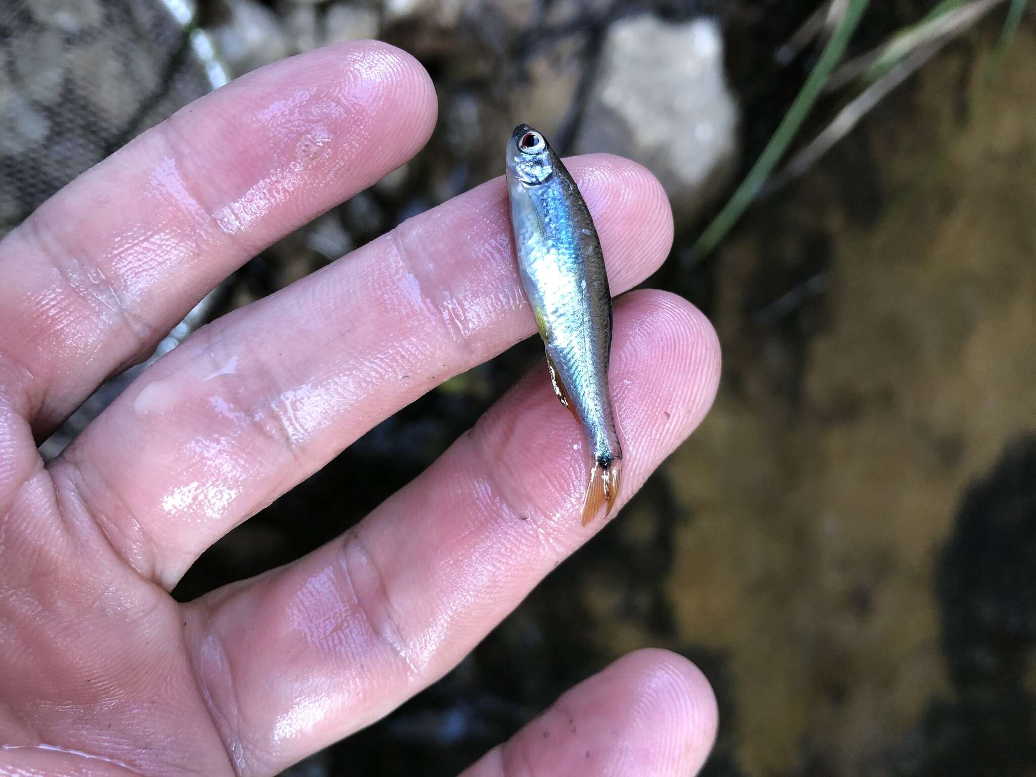 Image of Sailfin Shiner