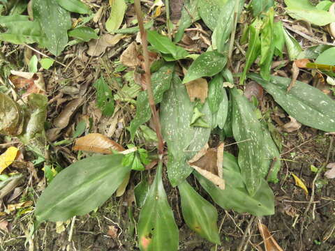 Sarcoglottis sceptrodes (Rchb. fil.) Schltr.的圖片