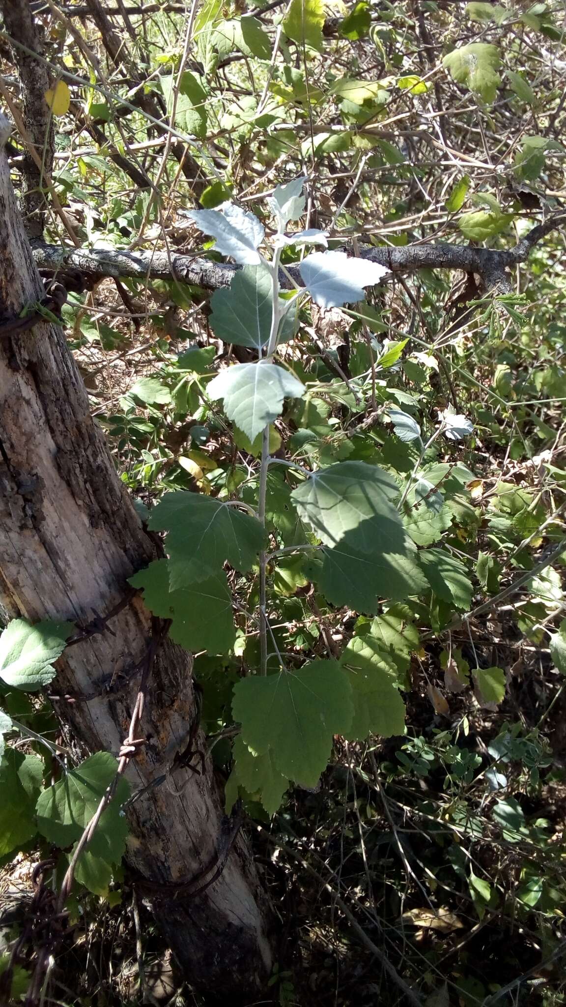 Image of Tucson bur ragweed