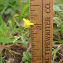 Image of gaslight bladderpod