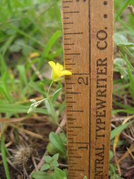 Image of gaslight bladderpod