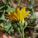 Image of Blackstonia grandiflora (Viv.) Pau