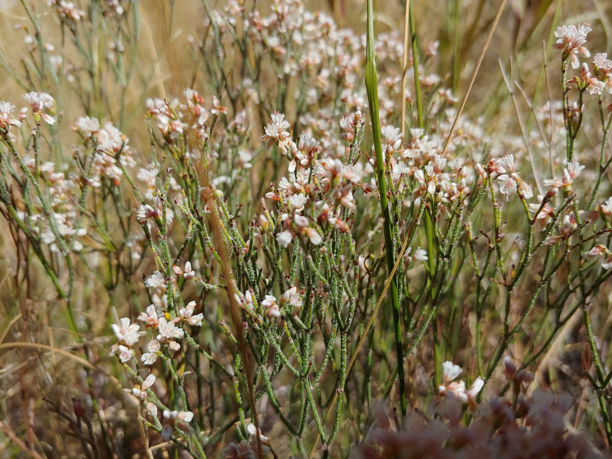 Image of spreading buckwheat