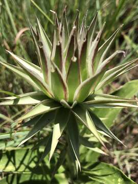 Image of Macledium zeyheri (Sond.) S. Ortiz