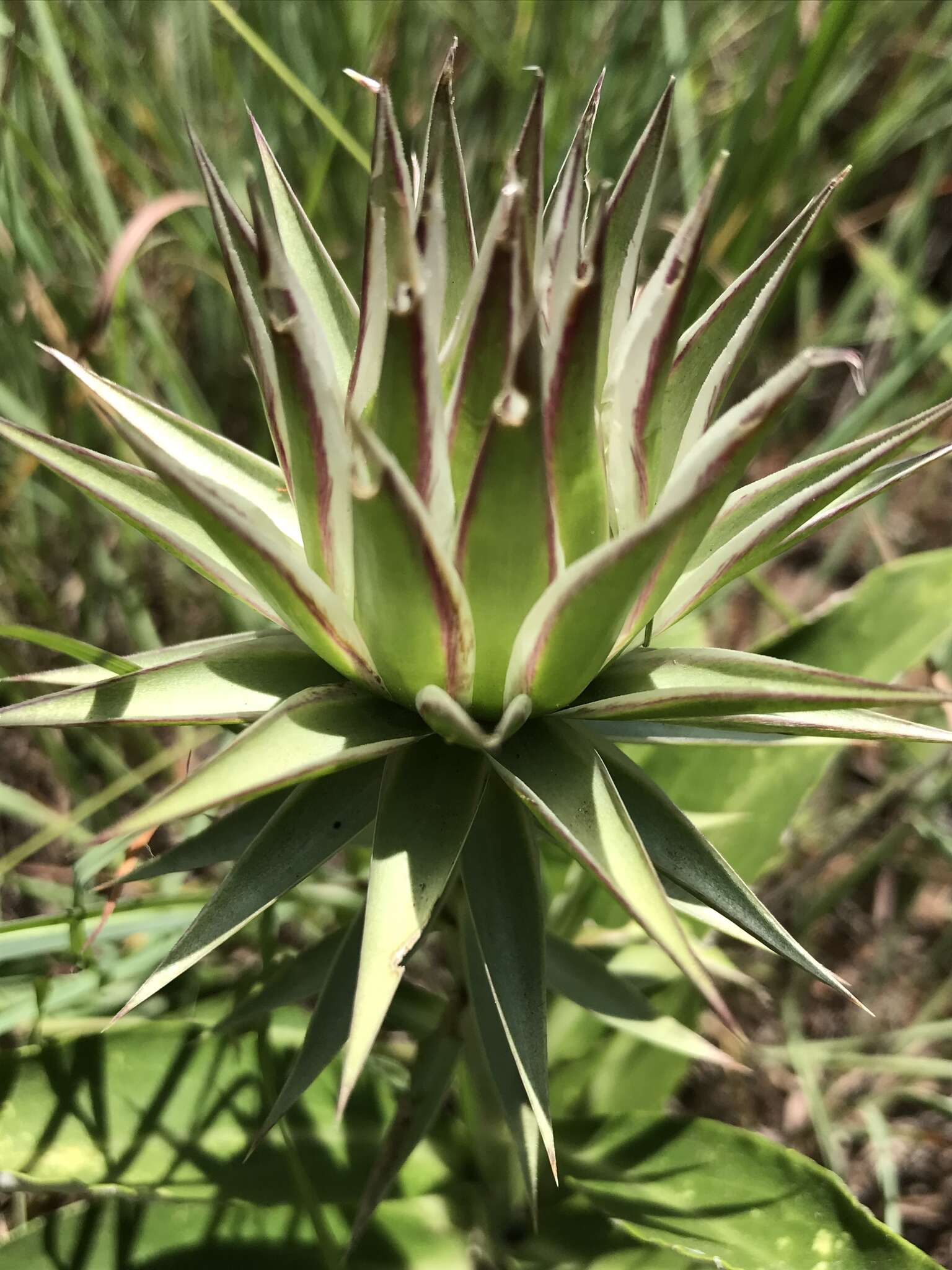 Image of Macledium zeyheri (Sond.) S. Ortiz