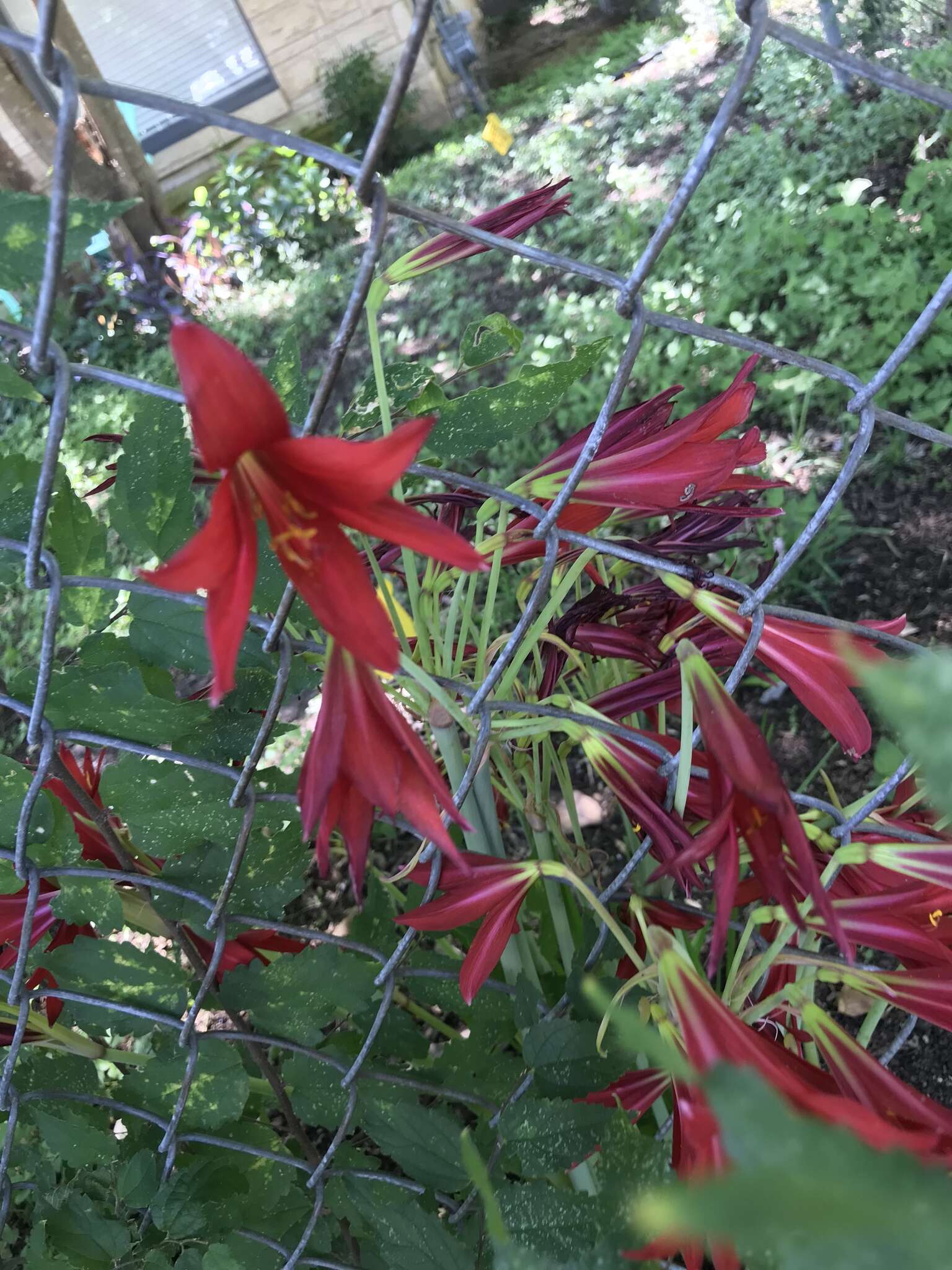 Imagem de Zephyranthes bifida