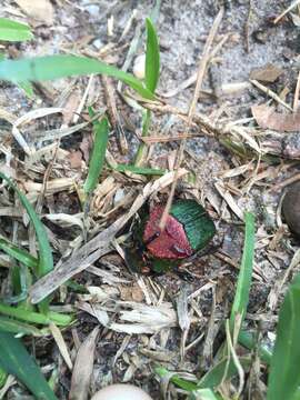 Image of Rainbow Scarab