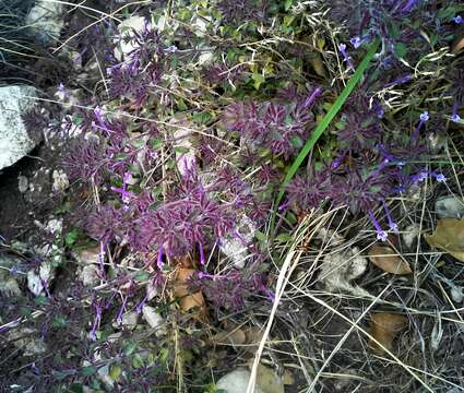 Image of ribbed false pennyroyal