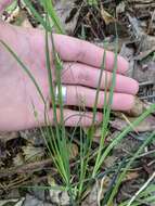 Image of Willdenow's sedge