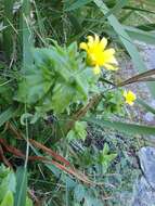 Image of Osteospermum ilicifolium L.