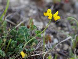 صورة Coronilla vaginalis Lam.