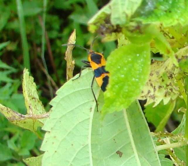 Image of Large Milkweed Bug