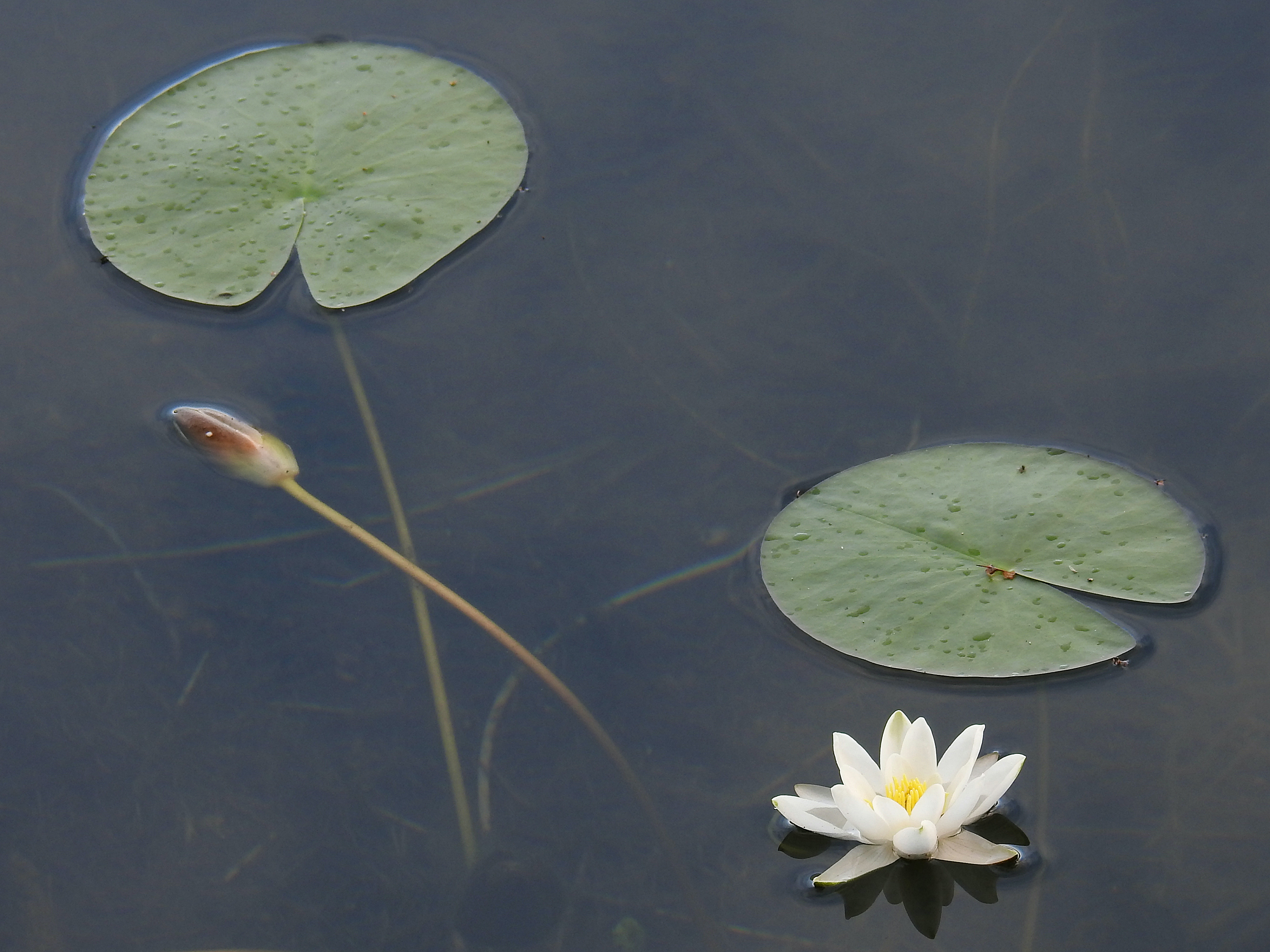 Nymphaea alba (rights holder: Kari Pihlaviita)