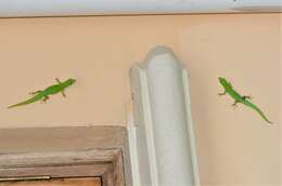 Imagem de Phelsuma astriata semicarinata Cheke 1982