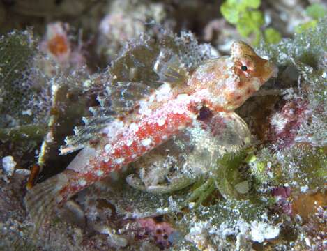 Image of Morrison's dragonet