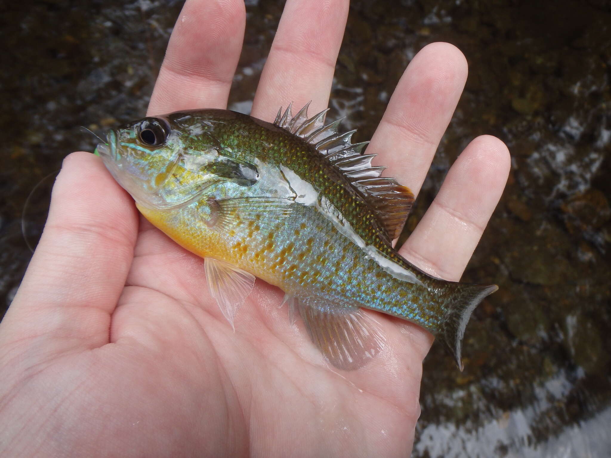 Image of Redbreast Sunfish