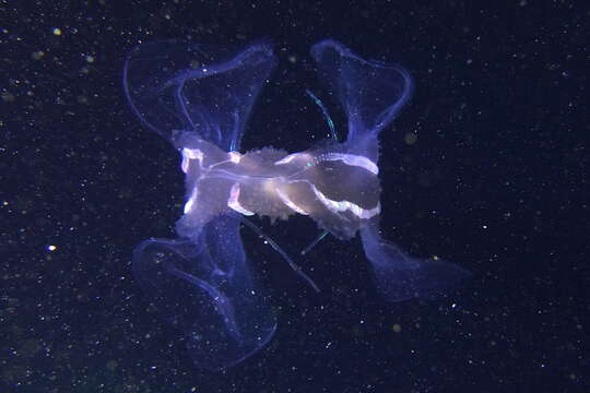 Image of vitreous lobate comb-jelly