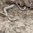 Image of Klamath Black Salamander