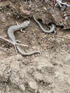 Image of Klamath Black Salamander