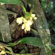 Image of Maxillaria pseudoneglecta J. T. Atwood