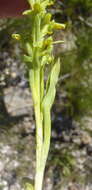 Disa cylindrica (Thunb.) Sw. resmi