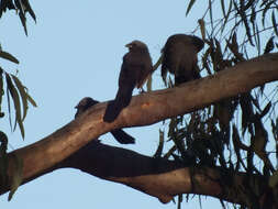 Imagem de Struthidea cinerea cinerea Gould 1837