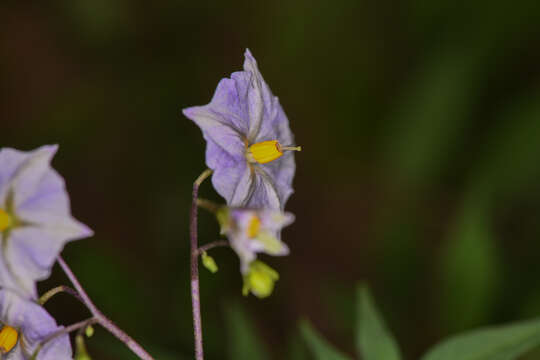 Image of Solanum longiconicum Bitter