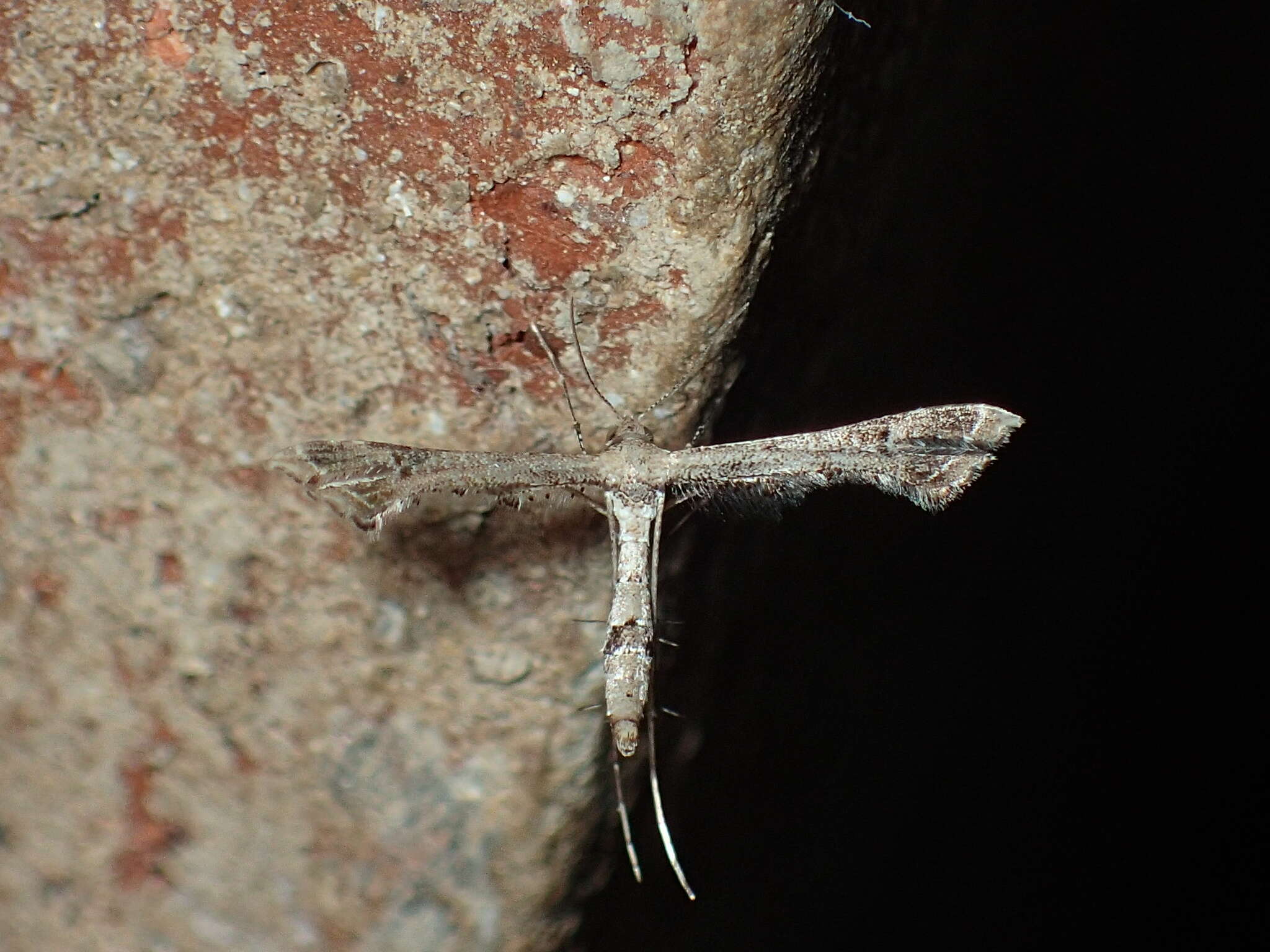 Image of Lantana plume moth