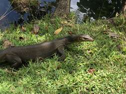 Image of Mertens's Water Monitor