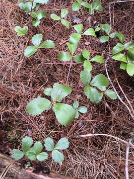 Слика од Fragaria chiloensis subsp. sandwicensis (O. Deg. & I. Deg.) G. Staudt