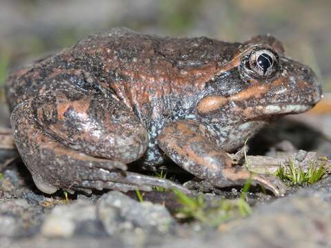 Image of Limnodynastes dumerilii Peters 1863