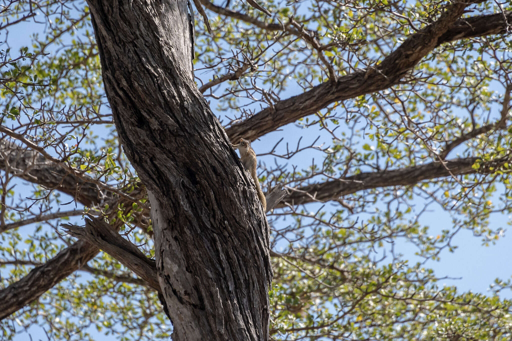 Image of Striped Bush Squirrel