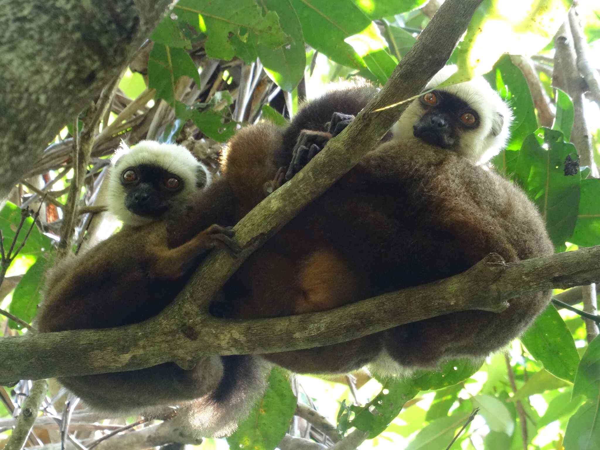 Image of White-fronted Brown Lemur