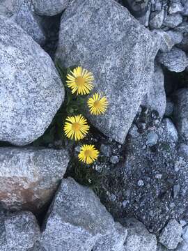 Image of Doronicum clusii (All.) Tausch