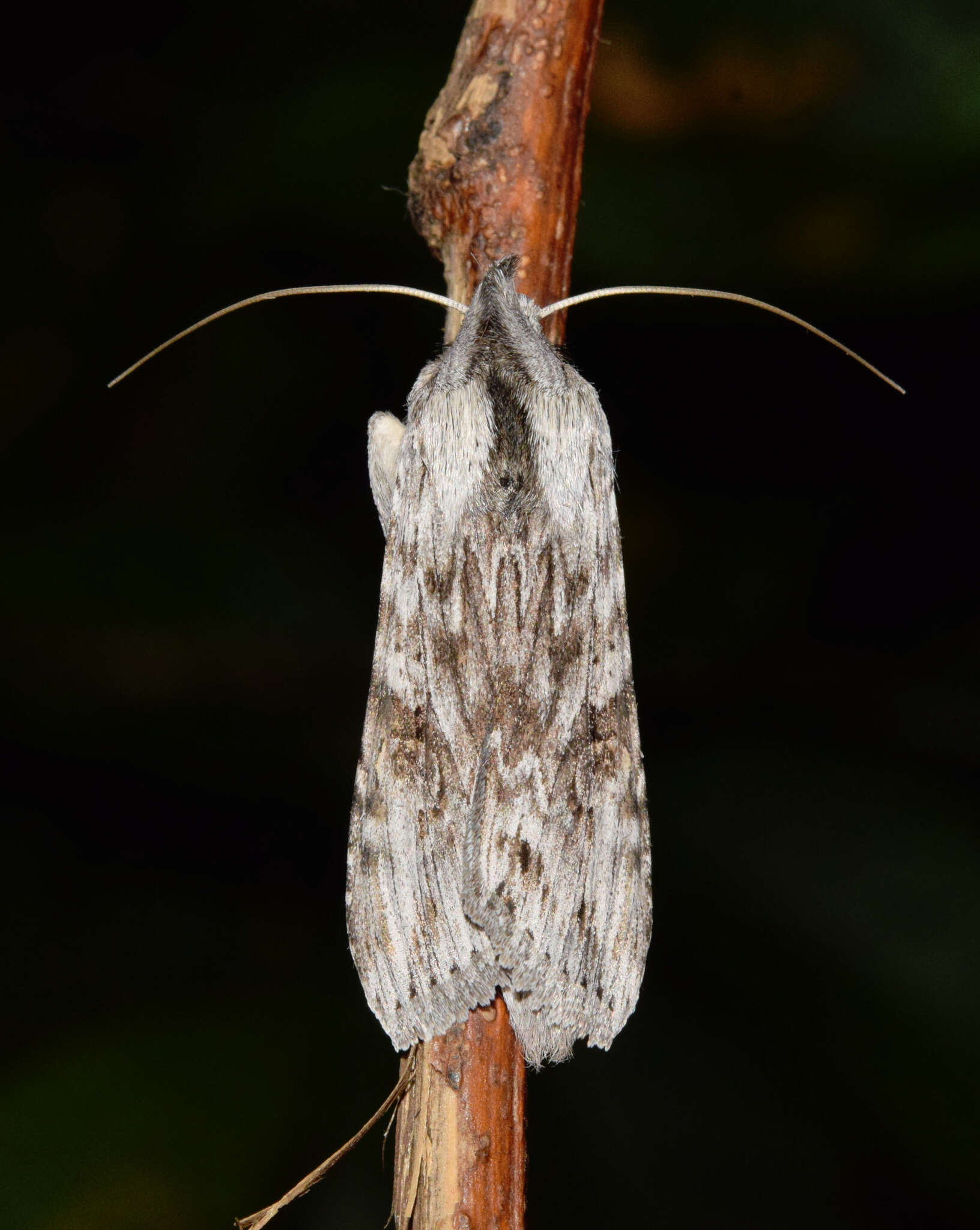 Image de Cucullia inaequalis Janse 1939