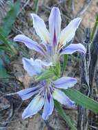 Image of Babiana nana subsp. maculata (Klatt) Goldblatt & J. C. Manning