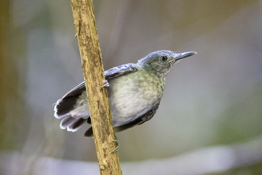 Image of Black-chined antbird