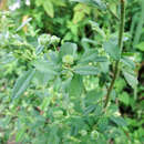 Image de Sida rhombifolia subsp. rhombifolia