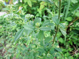 Image of Sida rhombifolia subsp. rhombifolia