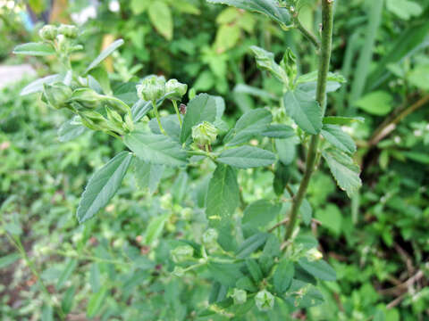 Plancia ëd Sida rhombifolia subsp. rhombifolia