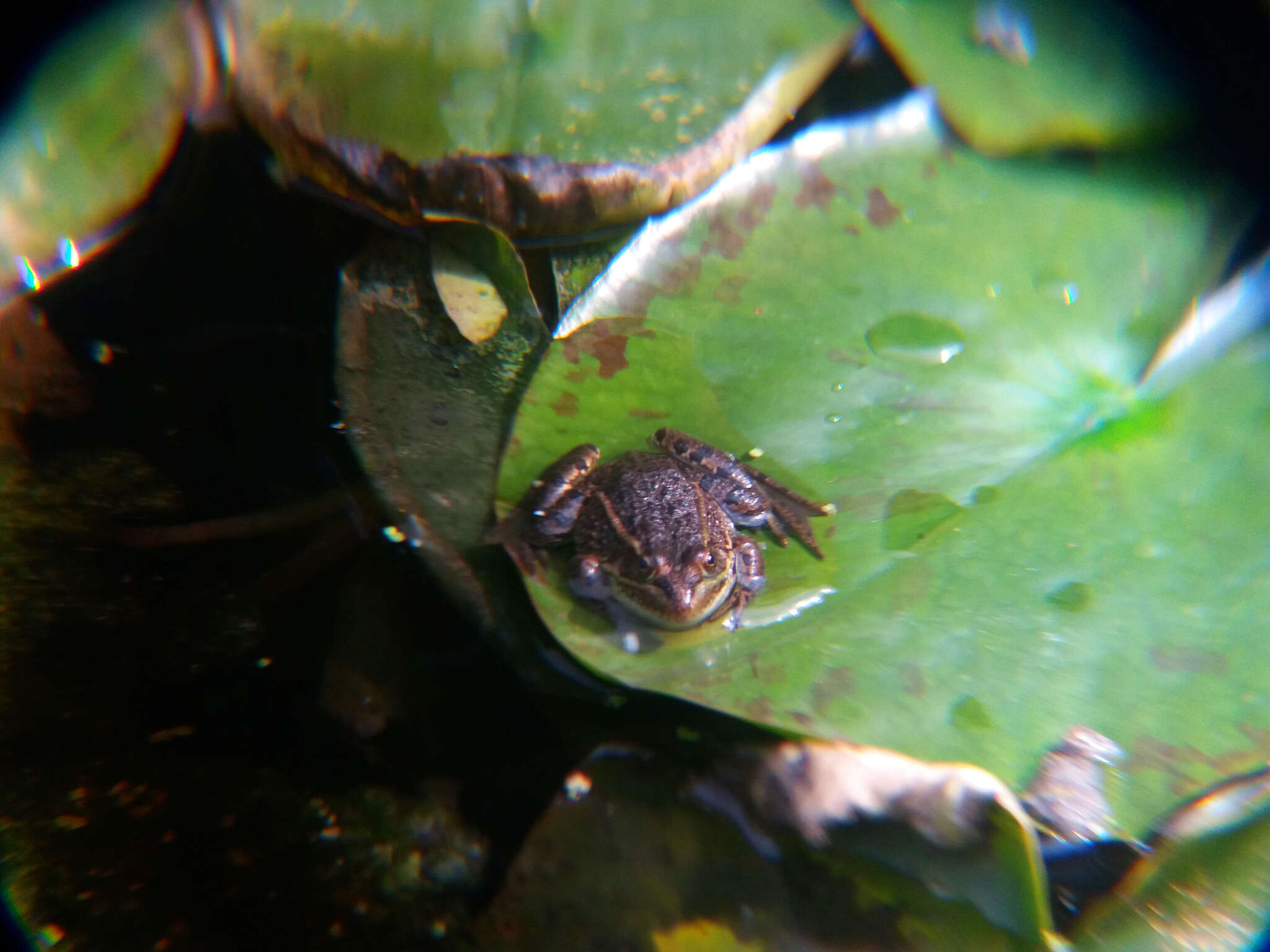 Image of Montezuma Leopard Frog