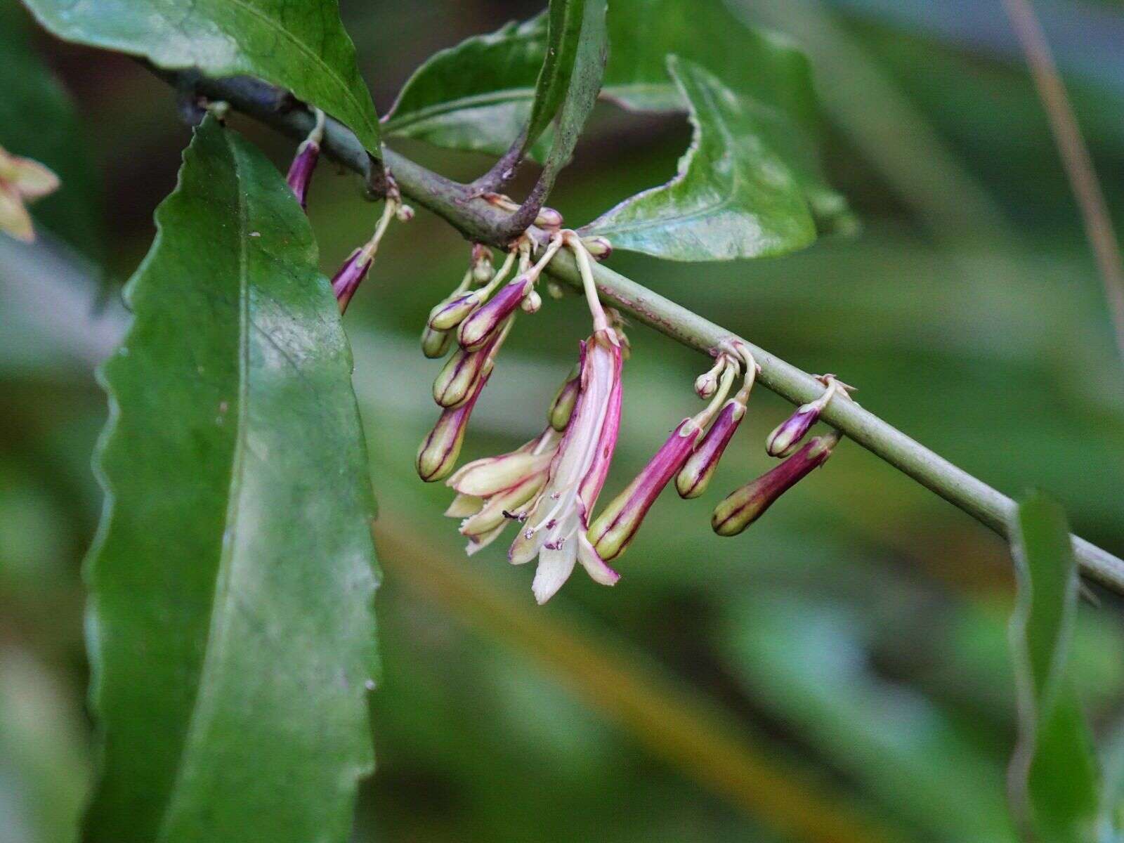 Image of Shrubby honeysuckle