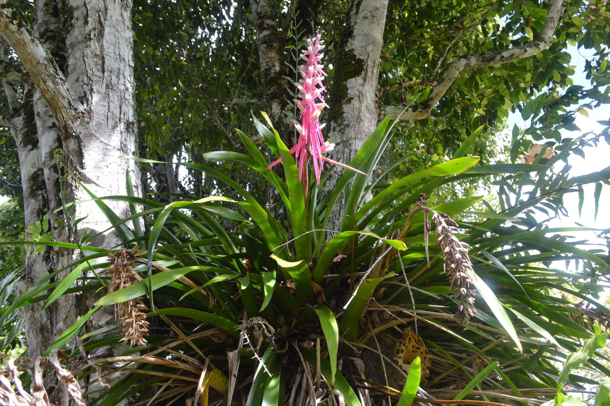 Image of Aechmea marauensis Leme