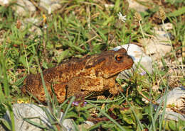 Image de Bufo verrucosissimus (Pallas 1814)