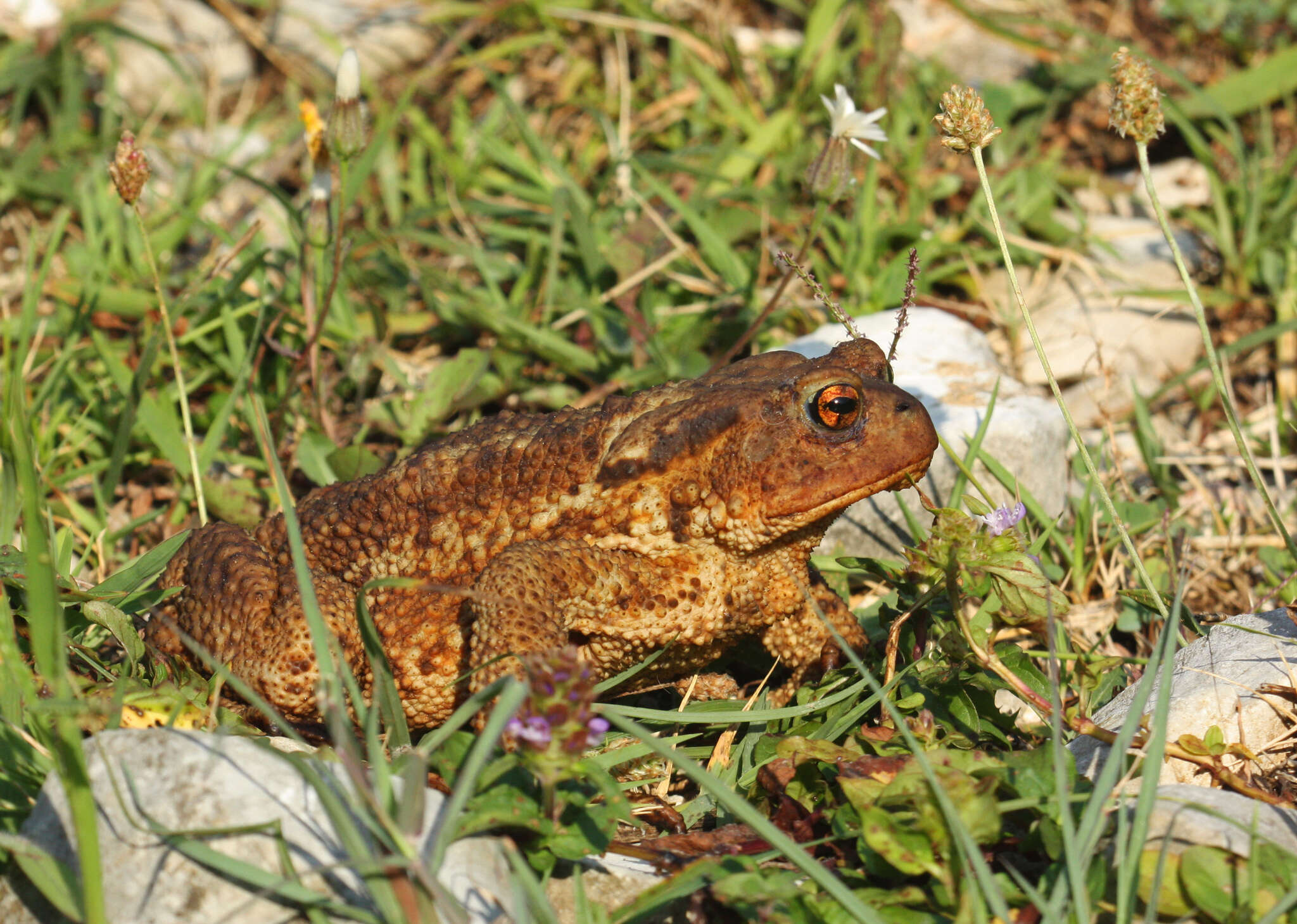 Bufo verrucosissimus (Pallas 1814) resmi